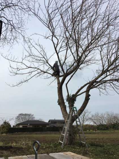 桜の木の剪定 Nagaiki 工房